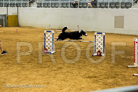 Agility JWW Prem 20 Sat Border Collie Riker-JJJ_9214-ACDCA2018-HR3