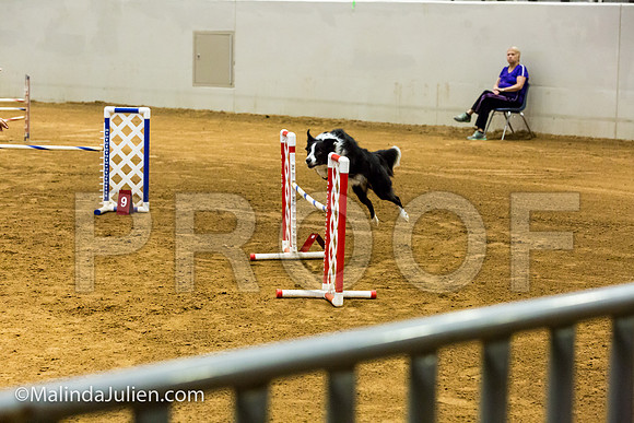 Agility JWW Prem 20 Sat Border Collie Riker-JJJ_9215-ACDCA2018-HR3