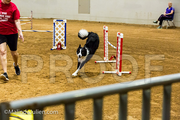 Agility JWW Prem 20 Sat Border Collie Riker-JJJ_9217-ACDCA2018-HR3