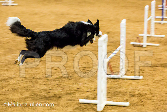 Agility JWW Prem 20 Sat Border Collie Riker-JJJ_9218-ACDCA2018-HR3