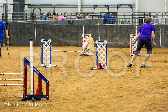 Agility JWW Prem 20 Sat Golden Retreiver Gabbi-JJJ_9373-ACDCA2018-HR3