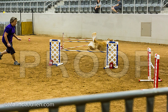 Agility JWW Prem 20 Sat Golden Retreiver Gabbi-JJJ_9381-ACDCA2018-HR3