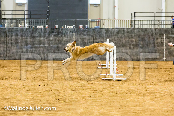 Agility JWW Prem 20 Sat Golden Retreiver Gabbi-JJJ_9397-ACDCA2018-HR3