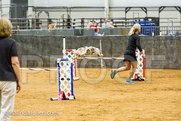 Agility JWW Prem 24 Sat Border Collie Sniper-JJJ_9686-ACDCA2018-HR3