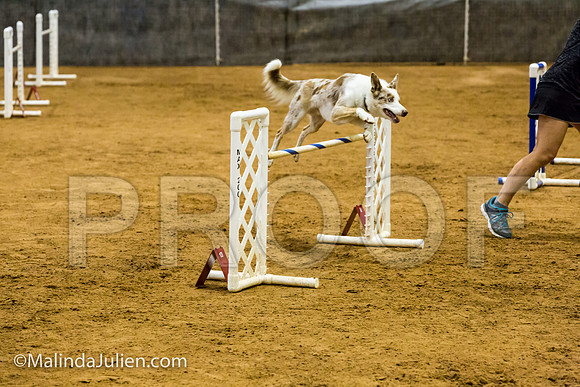 Agility JWW Prem 24 Sat Border Collie Sniper-JJJ_9702-ACDCA2018-HR3