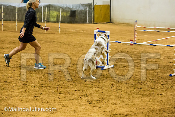 Agility JWW Prem 24 Sat Border Collie Sniper-JJJ_9704-ACDCA2018-HR3