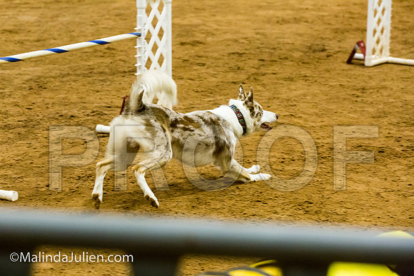 Agility JWW Prem 24 Sat Border Collie Sniper-JJJ_9711-ACDCA2018-HR3