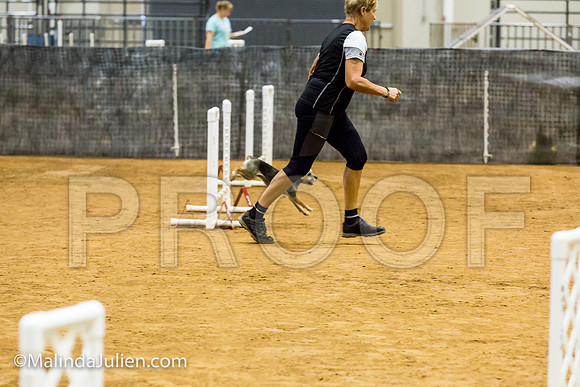 Agility JWW Prem 8 Sat Border Terrier Nutmeg-JJJ_8835-ACDCA2018-HR3