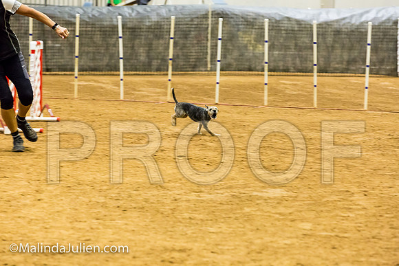 Agility JWW Prem 8 Sat Border Terrier Nutmeg-JJJ_8838-ACDCA2018-HR3