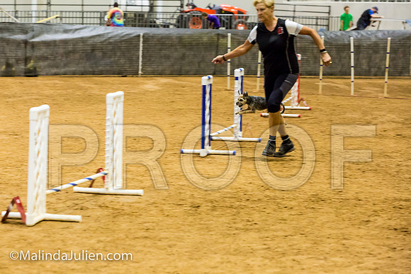 Agility JWW Prem 8 Sat Border Terrier Nutmeg-JJJ_8839-ACDCA2018-HR3