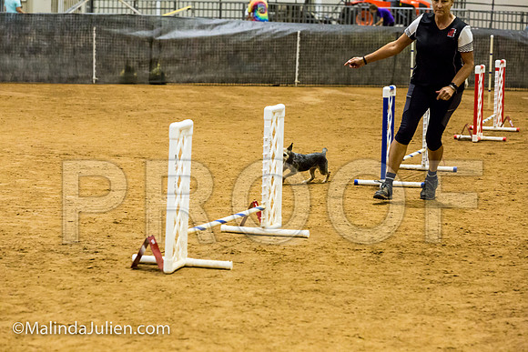 Agility JWW Prem 8 Sat Border Terrier Nutmeg-JJJ_8841-ACDCA2018-HR3