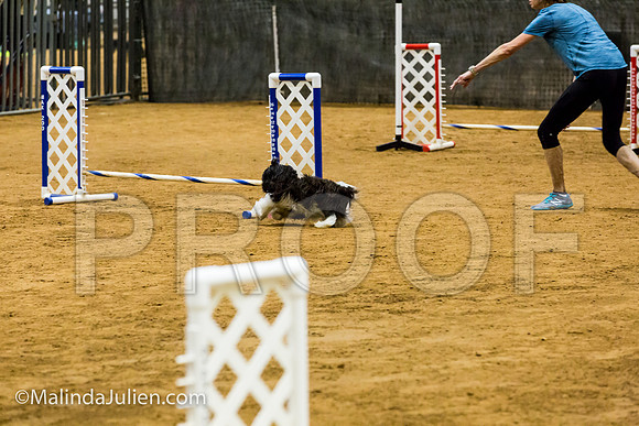Agility JWW Prem 8 Sat Havanese Bexar-JJJ_8792-ACDCA2018-HR3
