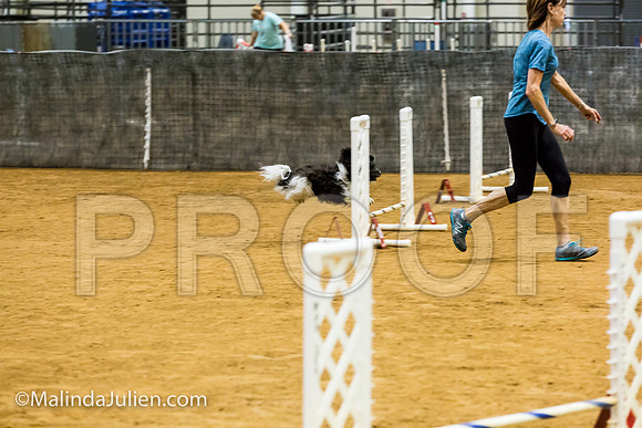 Agility JWW Prem 8 Sat Havanese Bexar-JJJ_8793-ACDCA2018-HR3