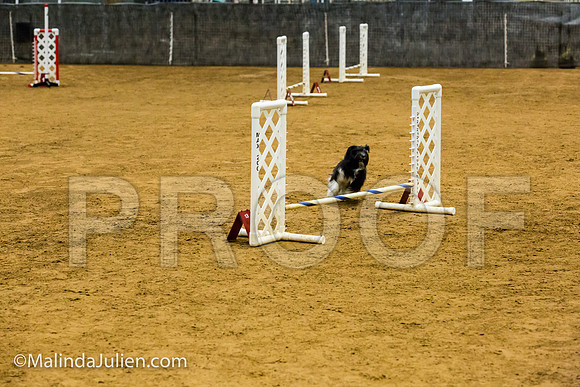 Agility JWW Prem 8 Sat Havanese Bexar-JJJ_8800-ACDCA2018-HR3