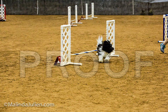 Agility JWW Prem 8 Sat Havanese Bexar-JJJ_8802-ACDCA2018-HR3