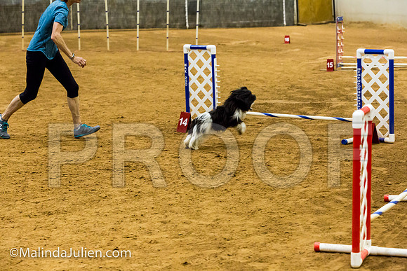 Agility JWW Prem 8 Sat Havanese Bexar-JJJ_8805-ACDCA2018-HR3