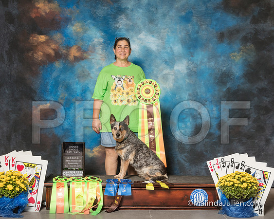 Australian Cattle Dog Lori Graham Sun Sue Super Bee-SSR_1983-HR3