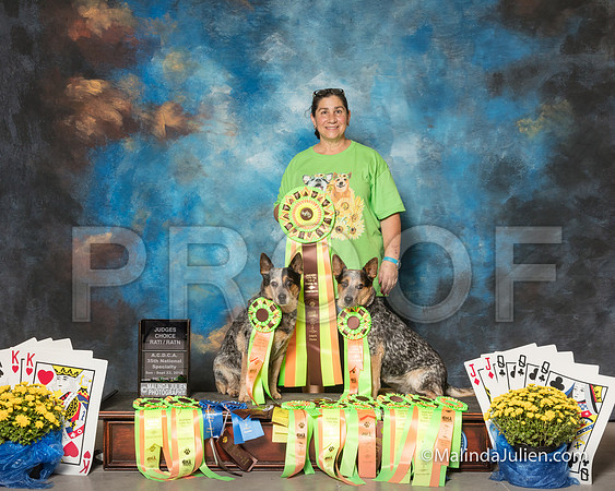 Australian Cattle Dog Lori Graham Sun Sue Super Bee-SSR_1989-HR3