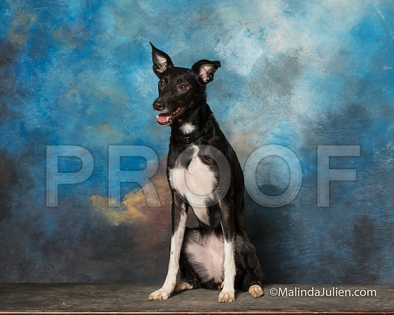 All American Dog Sun Ginny Robinson-SSR_1999-HR3