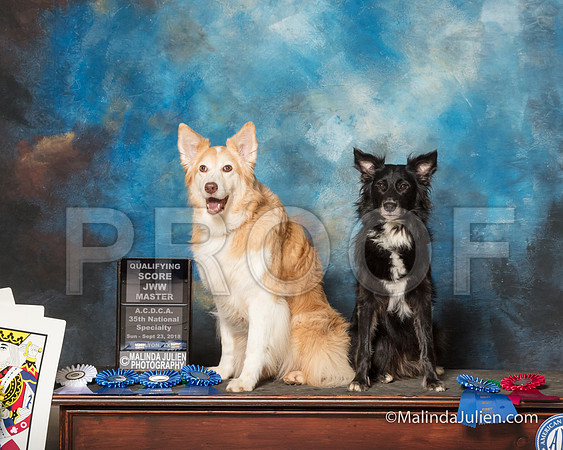 Border Collie Michelle Schwartz Sun-SSR_1917-HR3