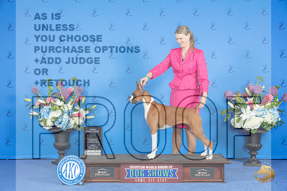 Boxer #16 THUR GSw BJr Judge Mary Ferguson r__JP_9837_Houston_2024_HR3