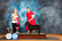 Boyking Spaniel #11 Sun G2 Judge Karen Hynek