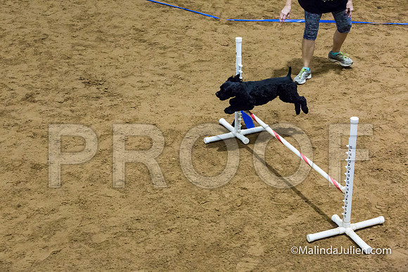 Agility FAST 12 Sun Cocker Spaniel Xippity Doo Dah-JJJ_4069-HR3