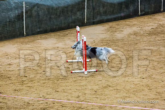 Agility FAST 12 Sun Shetland Sheepdog Kimi-JJJ_4056-HR3