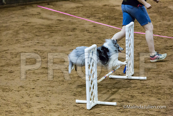 Agility FAST 12 Sun Shetland Sheepdog Kimi-JJJ_4058-HR3