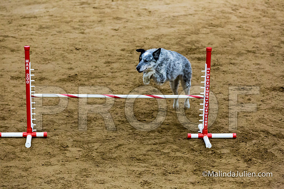 Agility FAST 16 Sun Australian Cattle Dog CJ-JJJ_4229-HR3