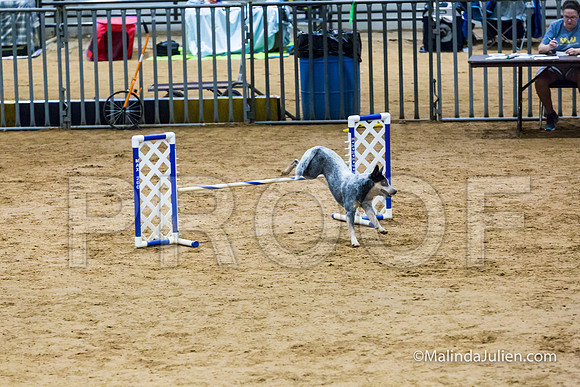 Agility FAST 16 Sun Australian Cattle Dog Scully-JJJ_4276-HR3