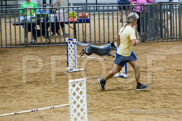 Agility FAST 16 Sun Australian Cattle Dog Scully-JJJ_4277-HR3
