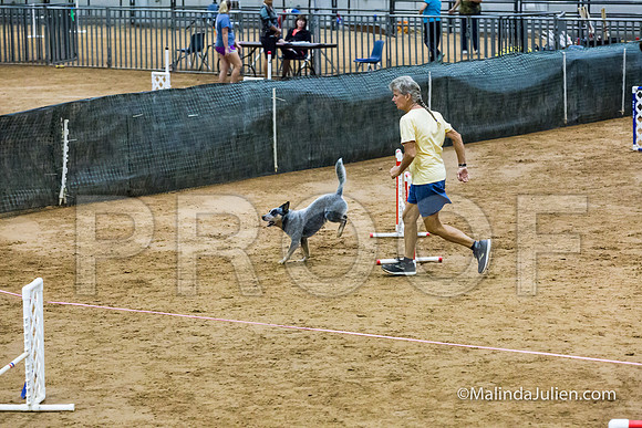Agility FAST 16 Sun Australian Cattle Dog Scully-JJJ_4285-HR3