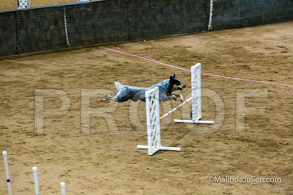 Agility FAST 16 Sun Australian Cattle Dog Scully-JJJ_4287-HR3