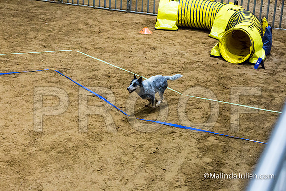 Agility FAST 16 Sun Australian Cattle Dog Scully-JJJ_4291-HR3