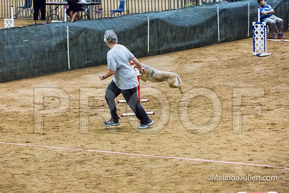Agility FAST 16 Sun Australian Cattle Dog Super Bee-JJJ_4319-HR3