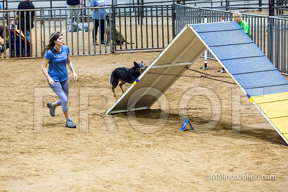 Agility FAST 16 Sun Australian Cattle Dog Wicked-JJJ_4150-HR3