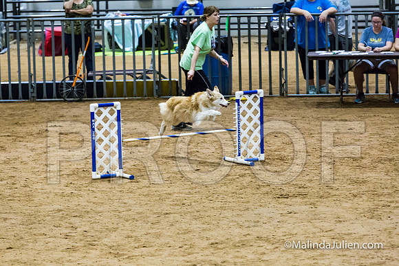 Agility FAST 16 Sun Australian Shepherd Kyli-JJJ_4076-HR3