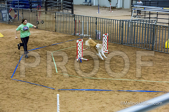 Agility FAST 16 Sun Australian Shepherd Kyli-JJJ_4084-HR3