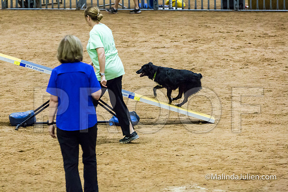 Agility FAST 16 Sun Australian Shepherd Kyli-2-JJJ_4363-HR3