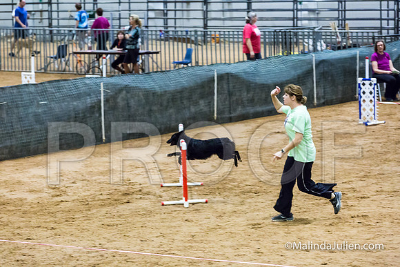 Agility FAST 16 Sun Australian Shepherd Kyli-2-JJJ_4365-HR3