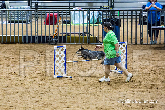 Agility FAST 16 Sun Australian cattle Dog Riff-JJJ_4303-HR3