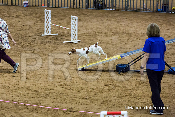 Agility FAST 16 Sun Brittany Dot-JJJ_4109-HR3