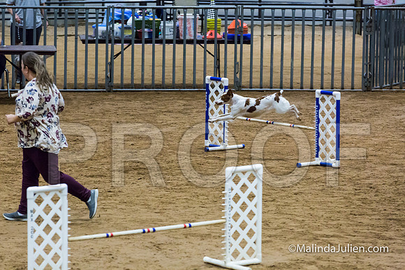 Agility FAST 16 Sun Brittany Dot-JJJ_4125-HR3