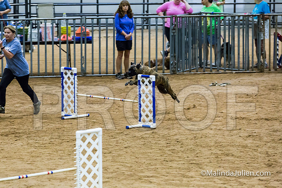 Agility FAST 16 Sun Bullmastiff Bryndel-JJJ_4173-HR3