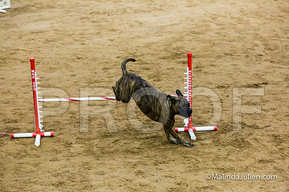 Agility FAST 16 Sun Bullmastiff Bryndel-JJJ_4184-HR3
