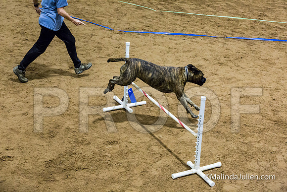 Agility FAST 16 Sun Bullmastiff Bryndel-JJJ_4185-HR3