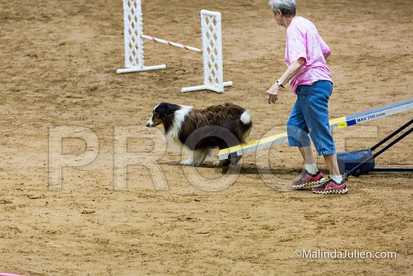 Agility FAST 16 Sun Shetland Sheepdog Xi-JJJ_4200-HR3
