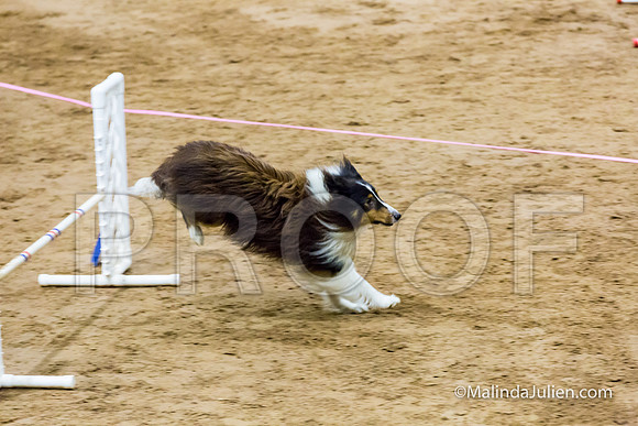 Agility FAST 16 Sun Shetland Sheepdog Xi-JJJ_4205-HR3