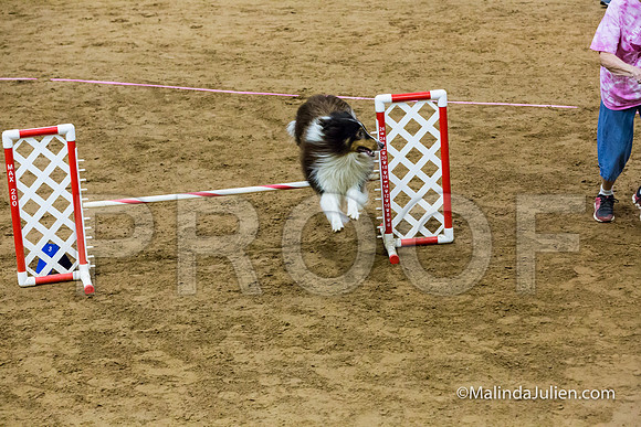 Agility FAST 16 Sun Shetland Sheepdog Xi-JJJ_4210-HR3
